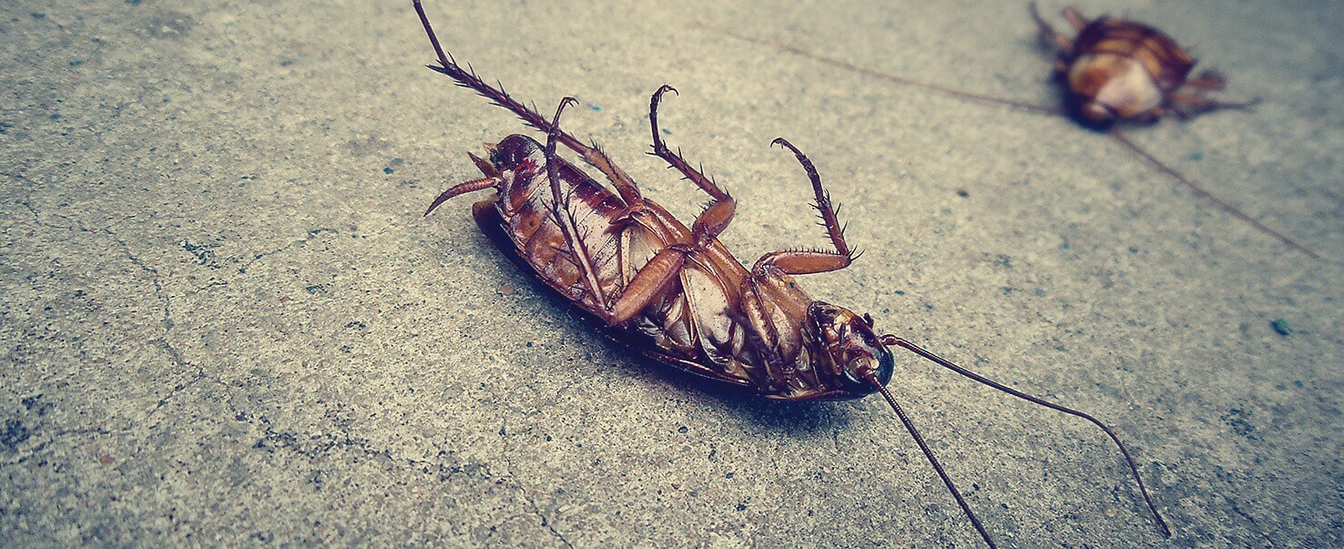 Pest Control